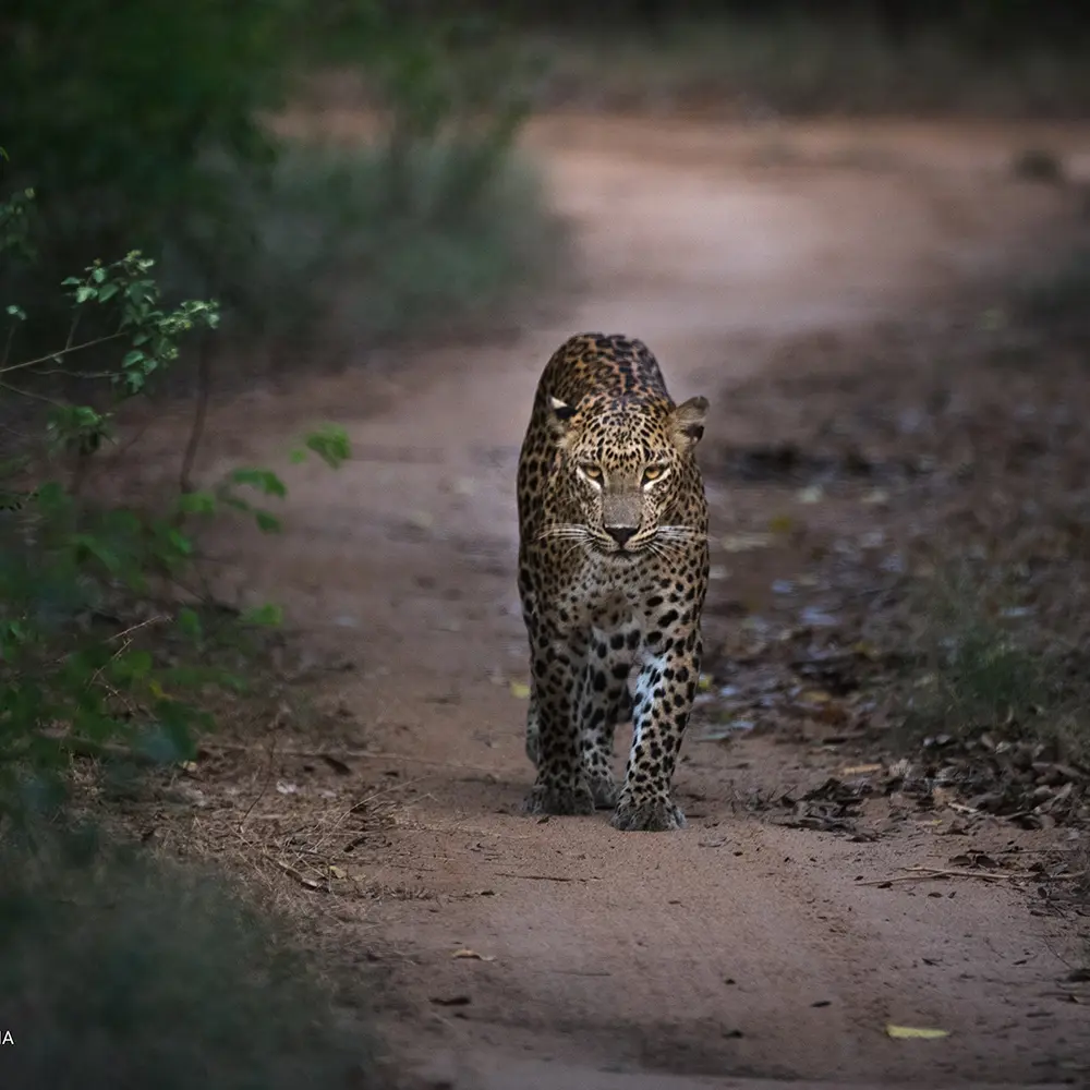 yala national part
